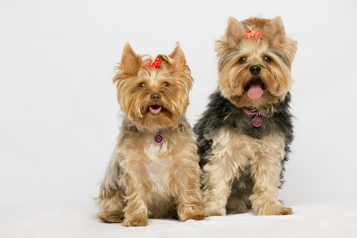 Yorkshire terrier, hero Toy Dog Club
