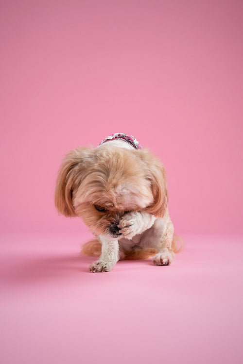 Yorkshire terrier con bandana